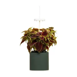 Jardin D'Interieur Connecte Nano Garden - Vert Foret