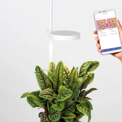 Jardin D'Interieur Connecte Nano Garden - Vert Foret