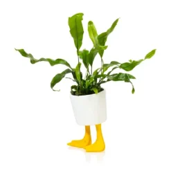 Pot / Jardiniere Pieds Canards - Jaune & Blanc