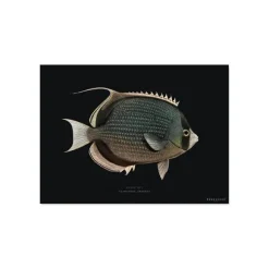 Set De Table Rectangle Poisson Mystery En Vinyle - 33 X 45 Cm - Noir